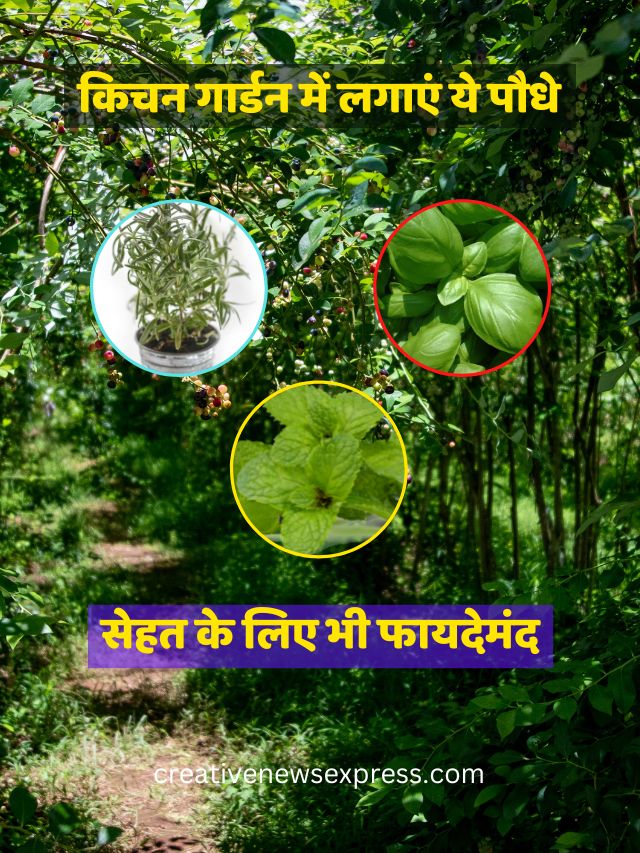 किचन गार्डन में जरूर लगाएं ये पौधे, सेहत के लिए भी फायदेमंद