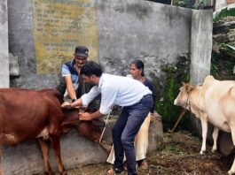 लंपी बीमारी की चपेट में गौवंशीय पशु, गांव-गांव टीकाकरण